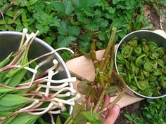 two bowls filled with green vegetables on top of a wooden cutting board next to plants