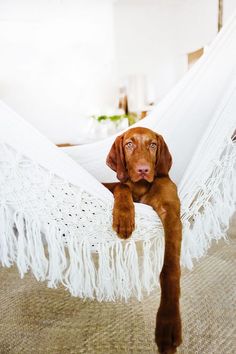 a brown dog laying in a white hammock