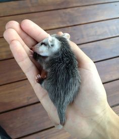 a hand holding a small animal in it's palm on top of a wooden floor