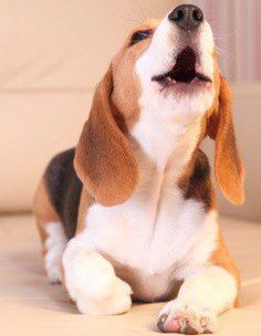 a beagle puppy is sitting on the floor and looking up at something with its mouth open