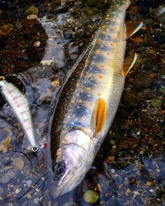 two fish that are laying in the water