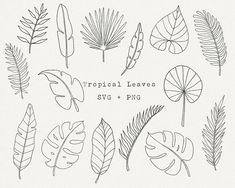 the tropical leaves svt and png