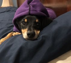 a black and brown dog laying on top of a bed covered in a purple blanket