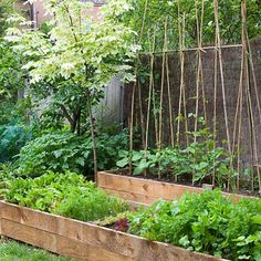 a garden filled with lots of green plants next to a wooden fence and tall trees