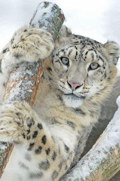 a snow leopard that is sitting on a tree branch with its paws in the air