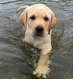 a close up of a dog in the water