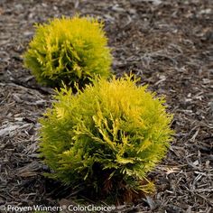 two small bushes in the middle of some mulch