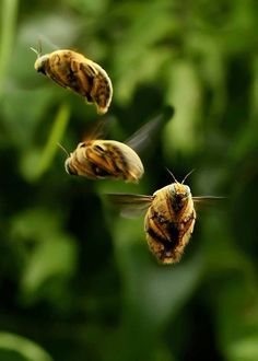 three bees flying in the air near green leaves