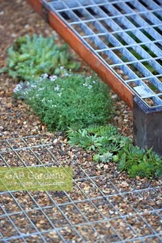 a metal grate sitting on top of a gravel ground next to flowers and plants