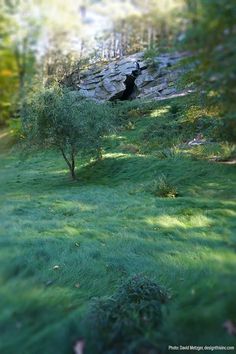 a black dog sitting on top of a lush green hillside next to a tree and rock wall