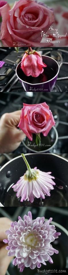 pink flowers are being placed in black dishes on the stove top, and one flower is still blooming