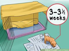 a dog in a cage with the 3 - 3 - 1 - 2 weeks sign above it