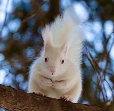 a white squirrel sitting on top of a tree branch