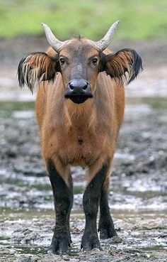 an animal with large horns standing in the mud