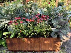 a garden filled with lots of different types of flowers