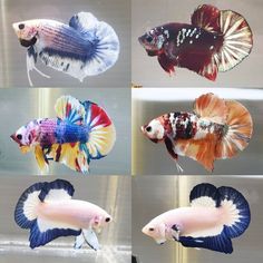 four different types of fish in an aquarium