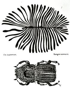 two drawings of different types of leaves