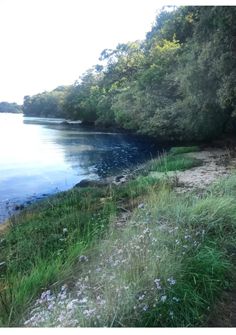 the water is calm and clear on this sunny day at the edge of the woods