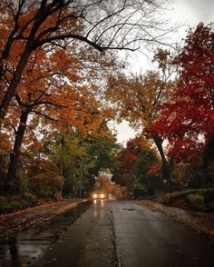 a wet road with trees and leaves on both sides