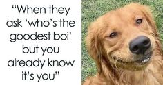 a golden retriever dog laying in the grass with a quote about it's owner