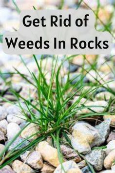 rocks and grass with the words get rid of weeds in rocks on it's side