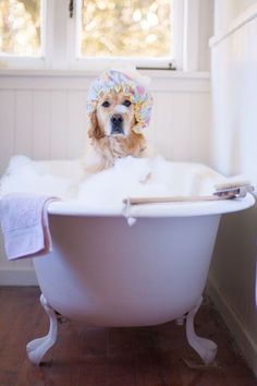 a dog in a bathtub with a hat on it's head, sitting next to a window