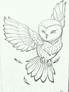 a drawing of an owl with its wings spread