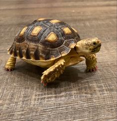 a small turtle sitting on top of a wooden floor