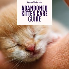 an orange kitten sleeping in someone's hand with the caption abandoned kitten care guide