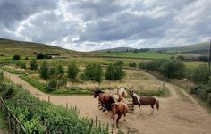 three horses are standing in the dirt near a fence and some bushes on a cloudy day