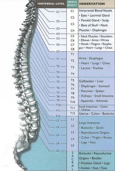 Spine Chart, Human Muscle Anatomy, Biology Facts, Medical Student Study, Human Body Anatomy, Spine Health, Medical School Motivation