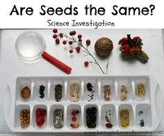 an assortment of seeds in trays with text that reads are seeds the same? science invention