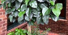 some green plants are growing in front of a brick building and window sill,