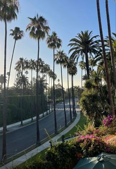 palm trees line the street in front of a road lined with bushes and flowers on either side