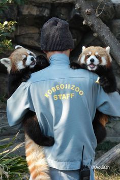 a man holding two red pandas in his arms while wearing a zoo staff shirt