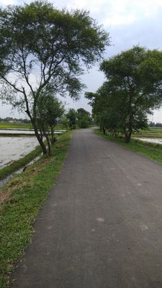 an empty road with trees on both sides and water in the backgrouds