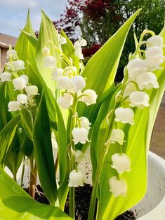 a potted plant with white flowers in it