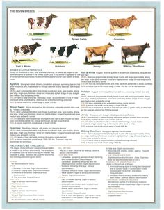 a poster with different types of cows on it's sides and the names of them