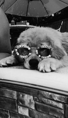 a dog wearing sunglasses laying on top of a brick wall next to an open umbrella