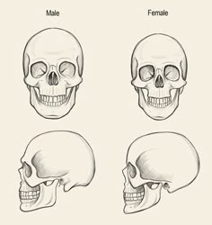 four different types of human skulls