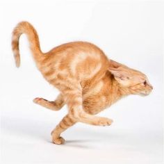 an orange tabby cat jumping up and down