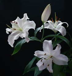 some white flowers are in a glass vase