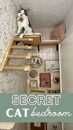 a cat sitting on top of a wooden shelf