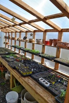 many plants are growing in small pots on the shelves inside an indoor grower's greenhouse