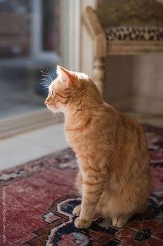 an orange cat sitting on top of a rug