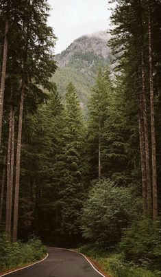 an empty road surrounded by tall trees in the middle of a forest with a mountain in the background