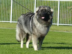 a large gray and black dog standing on top of a lush green field next to a white fence