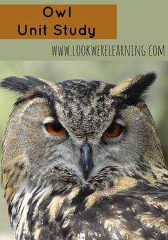 an owl with the words owl unit study on it's face and head, in front of a blurred background