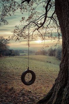 a tire swing hanging from a tree in a field