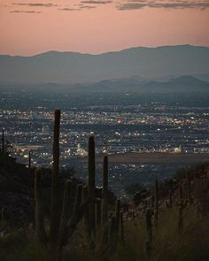 a view of the city lights and mountains at night from atop a hill with cacti in foreground